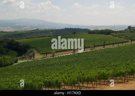 Vignes en dehors de Montalcino, Toscane, montrant le Monte Amiata en arrière-plan Banque D'Images