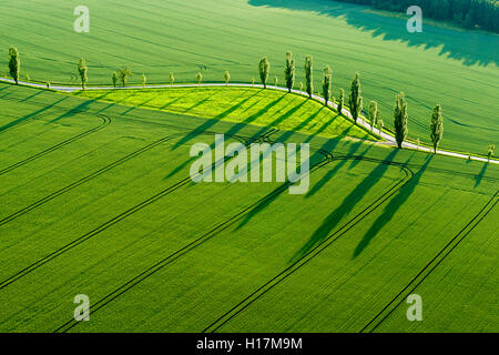 Une rangée de peupliers (Populus) crée de grandes ombres sur un champ vert, Königstein, Saxe, Allemagne Banque D'Images