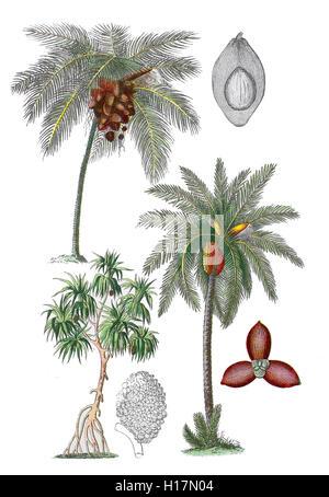 Kokospalme Kokosnusspalme oder, Cocos nucifera (oben links), Schraubenbaum Schraubenpalmen Pandane oder auch, Pandanus tectorius (liens en bas), Echte Dattelpalme, Phoenix dactylifera (unten rechts) Banque D'Images