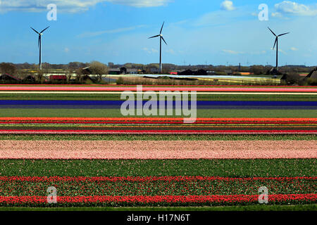 Champ de tulipes en fleurs (Tulipa) à Alkmaar avec moulins, Province de la Hollande du Nord, Hollande, Pays-Bas Banque D'Images