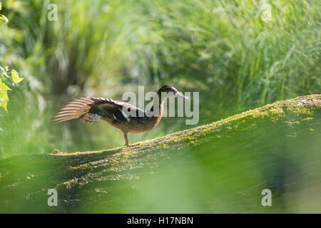 Female mallard (Anas platyrhynchos) sur le tronc de l'arbre, marais, Petite Camargue Alsacienne, Saint-Louis, France Banque D'Images