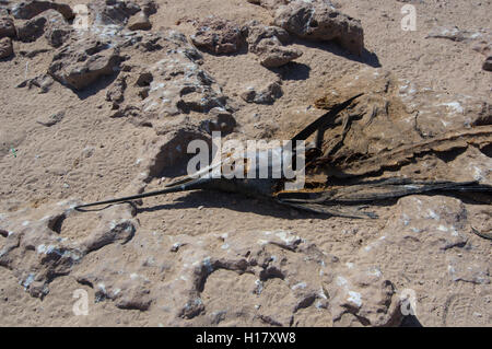 Les pêcheurs irresponsable de laisser les déchets de poisson au point raide / la baie Shark, Australie occidentale Banque D'Images