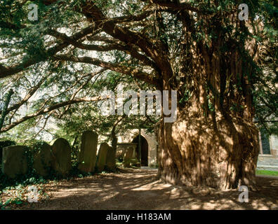 L'ancien arbre d'if à côté du porche sud de St Bartholomew's Church, beaucoup Marcle, a une circonférence d'environ 9.14m. Le Gloucestershire, Angleterre, RU Banque D'Images