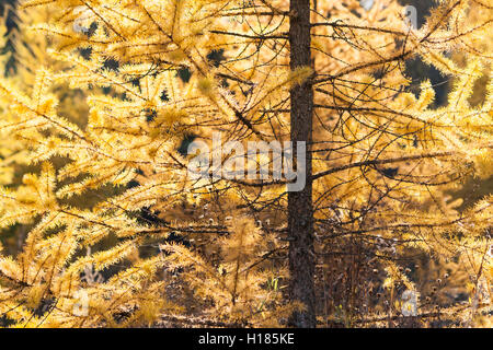 Sunlit jeune mélèze dans une forêt d'automne comme vu contre le soleil. Aiguilles jaune vif et brun de brindilles et de l'arbre du corps. Banque D'Images