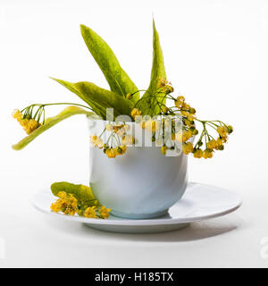 Fleurs de Tilleul jaune et vert feuilles dans une tasse blanche qui se trouve sur une soucoupe blanche. Contre isolé sur fond blanc. Banque D'Images