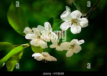 Grappe de fleurs de cerisier blanc soleil contre fond vert sombre d'un cerisier de feuillage. Beauté de printemps Banque D'Images