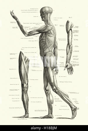 Les muscles du corps humain Banque D'Images