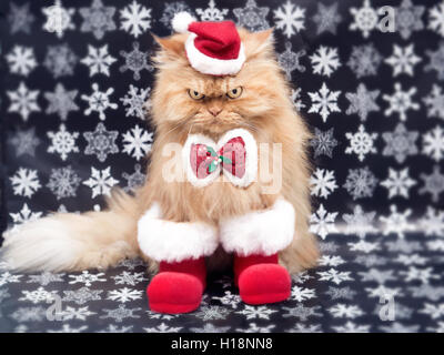 Chat persan à Santa Costume pour Noël Banque D'Images