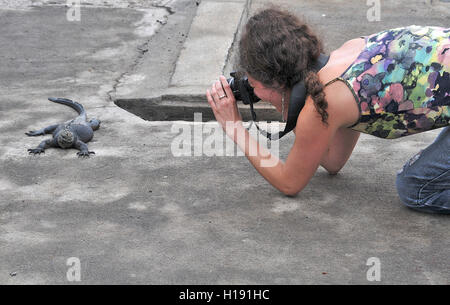 Photographier une femme de l'île Santa Cruz iguane Galapagos Équateur Amérique du Sud Banque D'Images