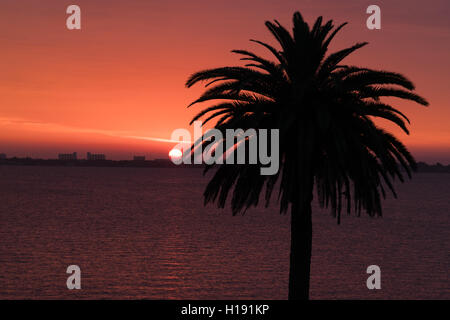 Un matin tôt lever du soleil crée une jolie silhouette d'un palmier date Banque D'Images