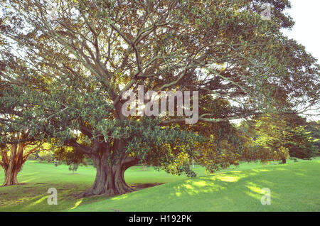 La lumière du soleil de l'après-midi d'or brillant à travers le couvert d'une majestueuse Moreton Bay Fig Tree, Centennial Park, Sydney, Australie Banque D'Images