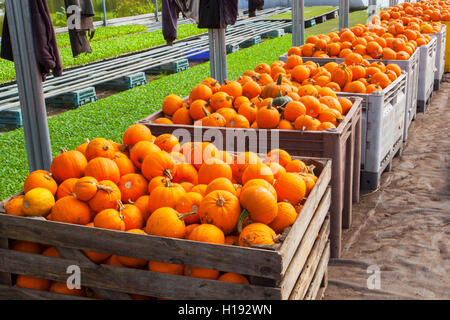 Des caisses empilées de citrouilles et de courgettes d'hiver cueillies dans un hangar en serre avec des vêtements de travailleurs sur le terrain qui sèchent à l'intérieur. Stocker les citrouilles à mûrir et les cendres d'hiver pour guérir les fruits dans une serre, un polytunnel ou un cadre froid. Citrouilles récemment cueillies, magasin, nourriture, marché, sain, légume, frais, fond, boutique, biologique, agriculture, vert, végétarien, naturel, vente, fruit, épicerie, nutrition, stocké dans une serre dans des caisses, prêt à transporter sur le marché, Tarleton, Lancashire, Royaume-Uni Banque D'Images