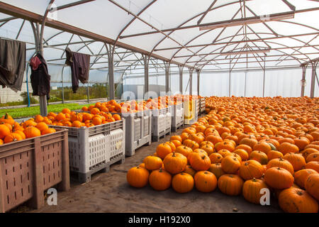 Des caisses empilées de citrouilles et de courgettes d'hiver cueillies dans un hangar en serre avec des vêtements de travailleurs sur le terrain qui sèchent à l'intérieur. Stocker les citrouilles à mûrir et les cendres d'hiver pour guérir les fruits dans une serre, un polytunnel ou un cadre froid. Citrouilles récemment cueillies, magasin, nourriture, marché, sain, légume, frais, fond, boutique, biologique, agriculture, vert, végétarien, naturel, vente, fruit, épicerie, nutrition, stocké dans une serre dans des caisses, prêt à transporter sur le marché, Tarleton, Lancashire, Royaume-Uni Banque D'Images