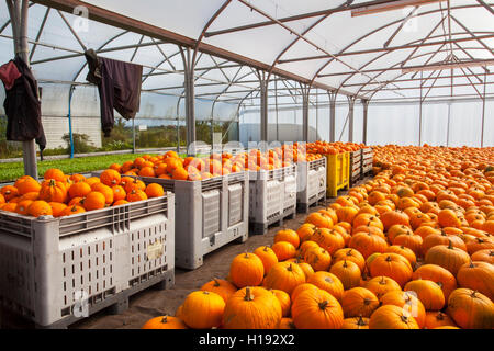 Des caisses empilées de citrouilles et de courgettes d'hiver cueillies dans un hangar en serre avec des vêtements de travailleurs sur le terrain qui sèchent à l'intérieur. Stocker les citrouilles à mûrir et les cendres d'hiver pour guérir les fruits dans une serre, un polytunnel ou un cadre froid. Citrouilles récemment cueillies, magasin, nourriture, marché, sain, légume, frais, fond, boutique, biologique, agriculture, vert, végétarien, naturel, vente, fruit, épicerie, nutrition, stocké dans une serre dans des caisses, prêt à transporter sur le marché, Tarleton, Lancashire, Royaume-Uni Banque D'Images