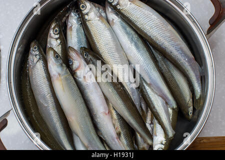 Poissons d'éperlans sur fond blanc Banque D'Images