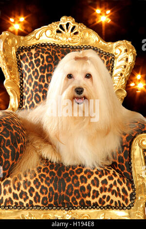 Chien Bichon Havanais, adulte, chien à poil long, ont montré, assis dans un fauteuil doré avec leo print pattern Banque D'Images