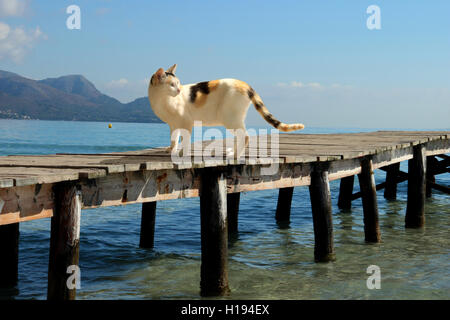 Chat domestique, calicot, tricolore, torbie, debout sur une ancienne en bois jetée à la mer, l'océan Banque D'Images