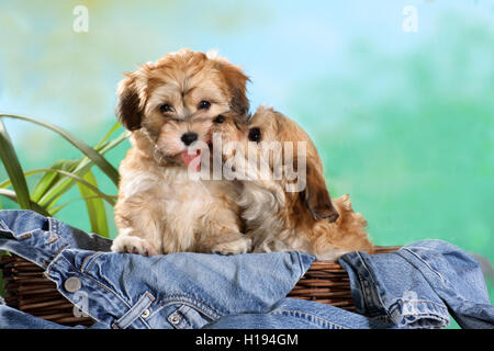 2, deux chiots Bichon havanais assis dans un panier avec des jeans, de câliner et à s'embrasser Banque D'Images