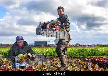 Choisir 'Oakleaf' salade de laitue pour John Dobson fermes dans Tarleton, Lancashire. Banque D'Images