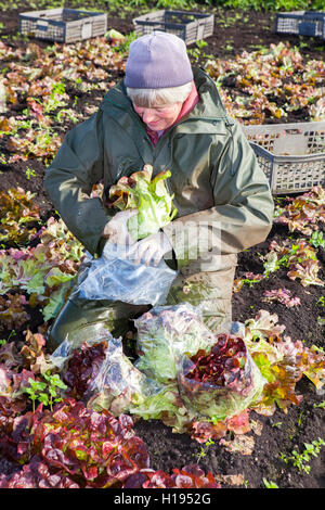 Choisir 'Oakleaf' salade de laitue pour John Dobson fermes dans Tarleton, Lancashire. Banque D'Images