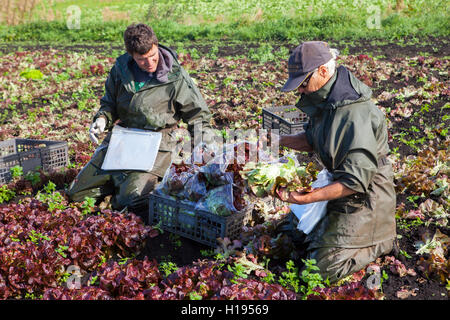 Ouvriers agricoles cueillant des cultures de laitue « Oakleaf » pour les fermes de salades John Dobson à Tarleton, dans le Lancashire. Banque D'Images