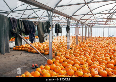 Pris récemment des citrouilles stockées à l'intérieur d'une serre en caisses, avec les travailleurs de l'habillement, de l'alimentation prête pour le transport au marché, Tarleton, Lancashire, UK Banque D'Images