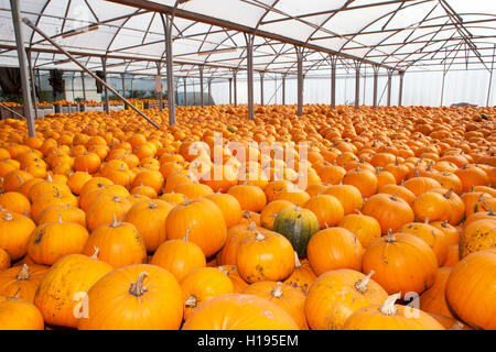 Pris récemment des citrouilles stockées à l'intérieur d'une serre, dans des caisses, prête pour le transport au marché, Tarleton, Lancashire, UK Banque D'Images