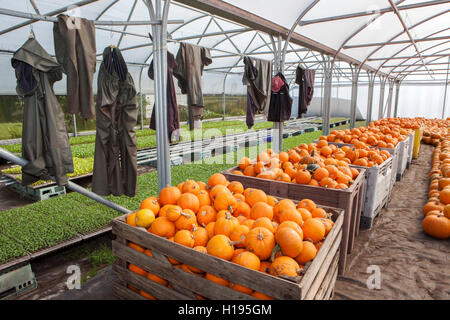 Pris récemment des citrouilles stockées à l'intérieur d'une serre, dans des caisses, prête pour le transport au marché, Tarleton, Lancashire, UK Banque D'Images