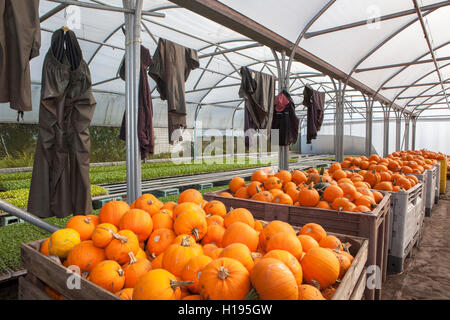 Pris récemment des citrouilles stockées à l'intérieur d'une serre, dans des caisses, prête pour le transport au marché, Tarleton, Lancashire, UK Banque D'Images