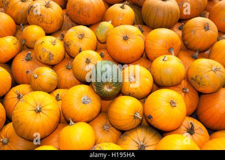 Pris récemment des citrouilles stockées à l'intérieur d'une serre, dans des caisses, prête pour le transport au marché, Tarleton, Lancashire, UK Banque D'Images