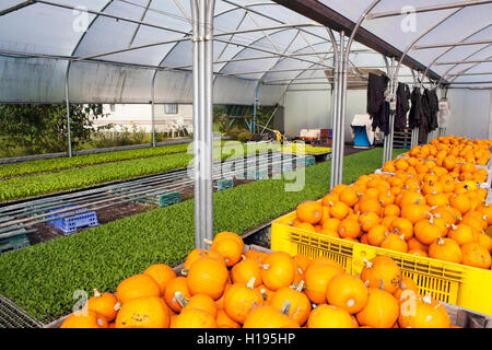 Pris récemment des citrouilles stockées à l'intérieur d'une serre, dans des caisses, prête pour le transport au marché, Tarleton, Lancashire, UK Banque D'Images