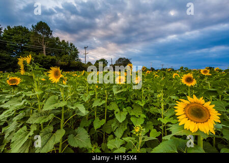 Champ de tournesol au coucher du soleil à Jarrettsville, Maryland. Banque D'Images