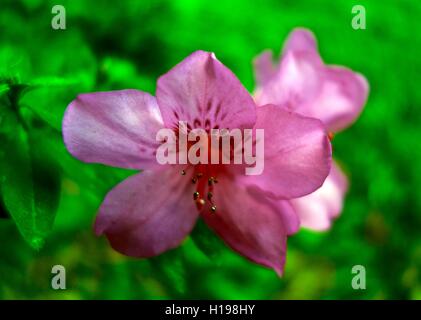 Macro d'une azalée rose fleur dans une forêt verte. Banque D'Images