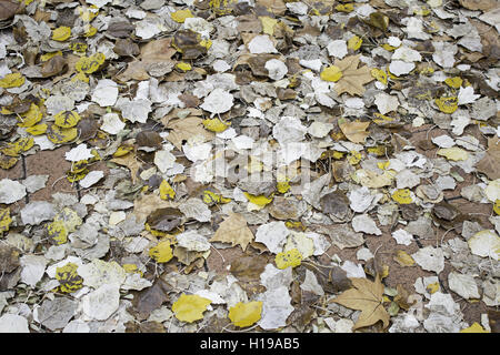 Moss et terrains en nature d'automne Banque D'Images