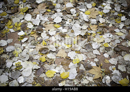 Moss et terrains en nature d'automne Banque D'Images