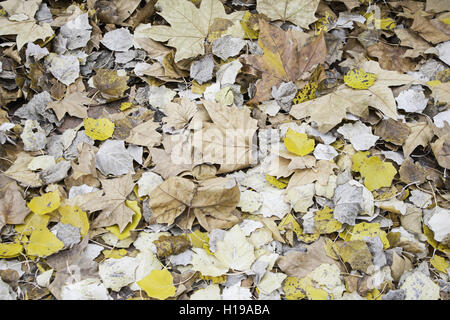 Moss et terrains en nature d'automne Banque D'Images