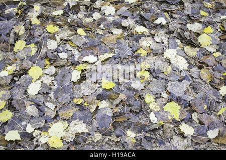 Moss et terrains en nature d'automne Banque D'Images