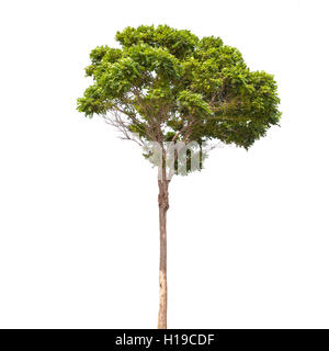 Robinia pseudoacacia. Petit arbre vert isolated on white Banque D'Images