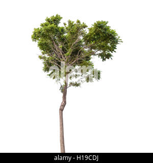 Robinia pseudoacacia. Arbre vert isolé sur fond blanc Banque D'Images