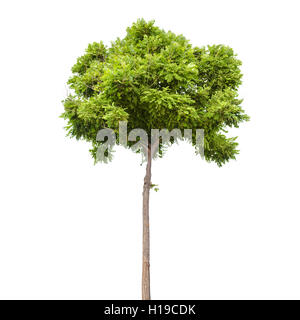 Robinia pseudoacacia. Petit arbre vert isolé sur fond blanc Banque D'Images