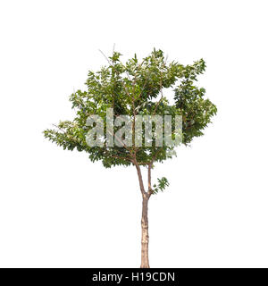 Petit arbre isolé sur fond blanc. Robinia pseudoacacia Banque D'Images