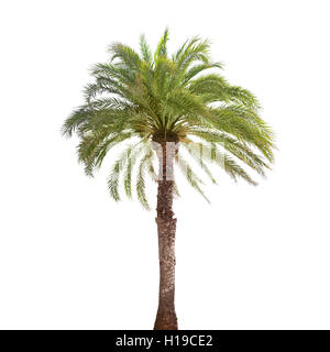 Date unique palmier isolé sur fond blanc Banque D'Images