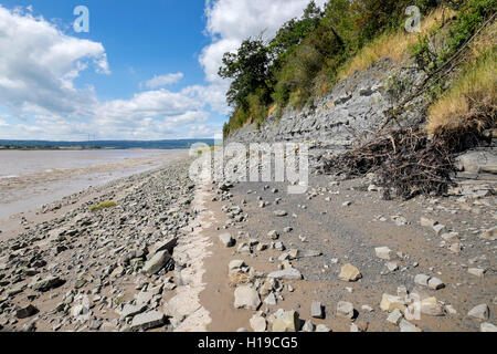 Le fossile du Jurassique précoce, roulement à lias bleu Hock Cliff sur la rivière Severn Estuary, Fretherne, Gloucestershire, Angleterre, Royaume-Uni Banque D'Images