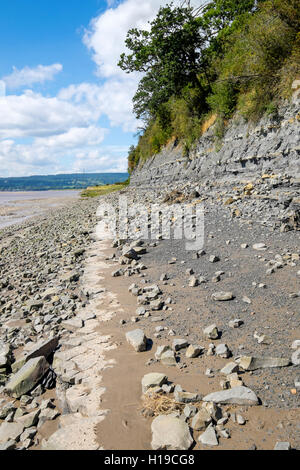 Le fossile du Jurassique précoce, roulement à lias bleu Hock Cliff sur la rivière Severn Estuary, Fretherne, Gloucestershire, England, UK Banque D'Images