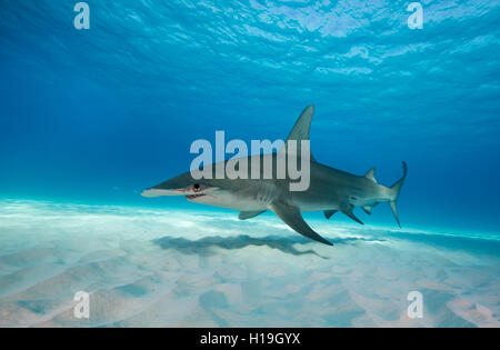 Requin marteau, sphyrna mokarran, à Bimini aux Bahamas, dans la mer des Caraïbes. Banque D'Images