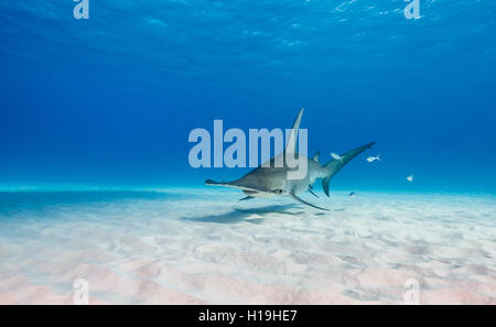 Requin marteau, sphyrna mokarran, à Bimini aux Bahamas, dans la mer des Caraïbes. Banque D'Images