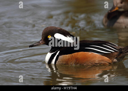 Harle couronné (Lophodytes cucullatus) (mâle) Banque D'Images