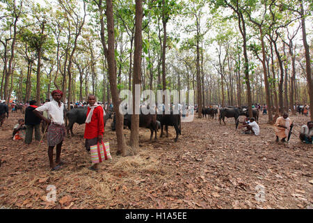 Pour vendre du bétail, dhurwa, pandripani marché tribal village, chattisgadh, Inde Banque D'Images