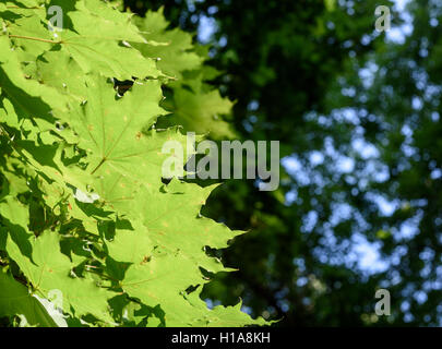 Matin soleil filtre à travers les feuilles d'un grand arbre vert foncé avec copyspace salon de jardinage basée designs. Banque D'Images
