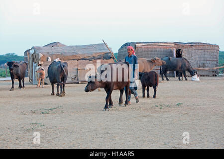 Shepherd, fakirani jat, medi village, kutch, Gujarat, Inde Banque D'Images